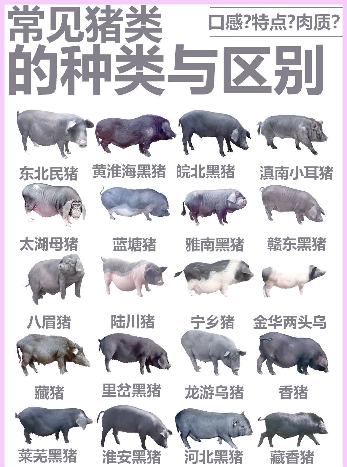 中国猪饲料前十品牌/中国猪饲料前十品牌排名-第1张图片