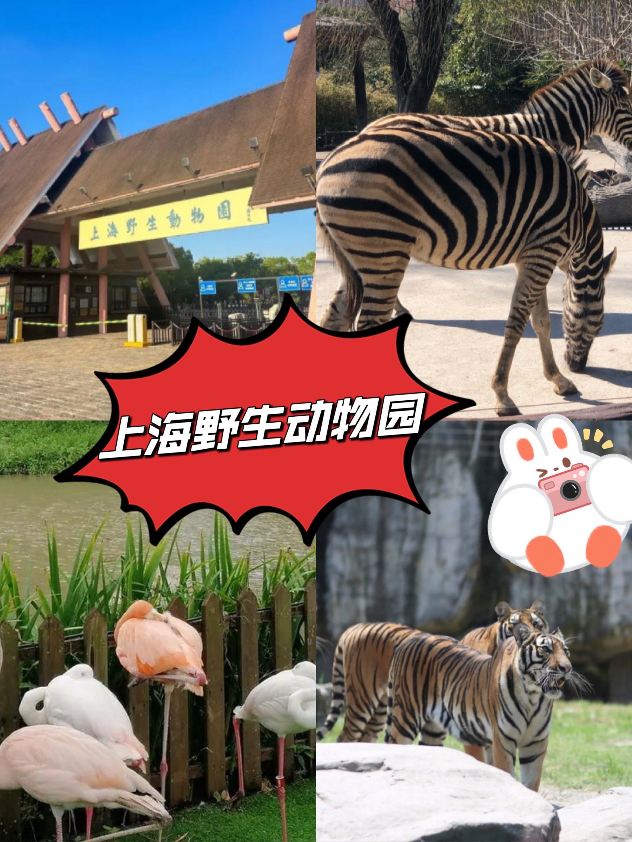 上海野生动物园好玩吗/上海野生动物园好玩吗可以玩多久-第2张图片
