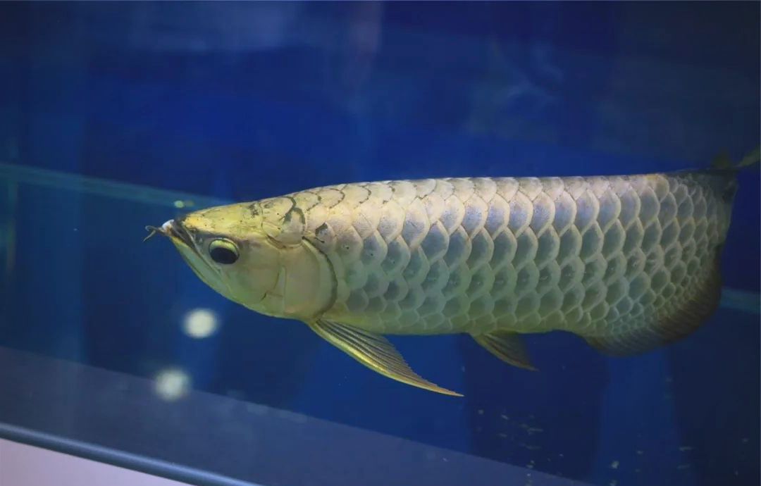 世界前十龙鱼品牌/世界前十龙鱼品牌排名-第2张图片