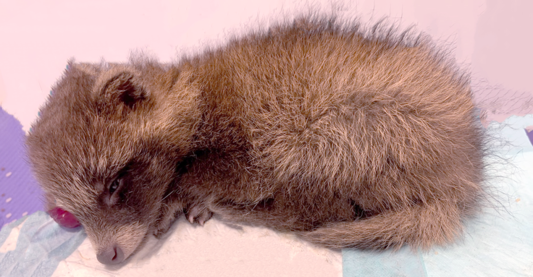 前十貉子料品牌(貉子料都有什么牌子的)-第3张图片