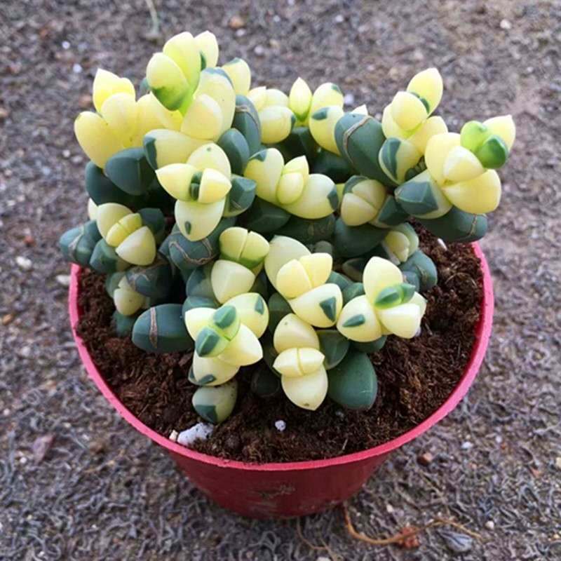 多肉植物排名/多肉的排名-第1张图片