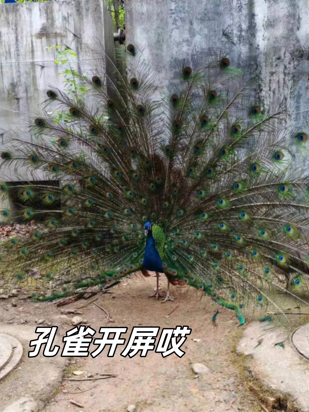 瀛湖风景区/瀛湖风景区路线怎么走-第1张图片