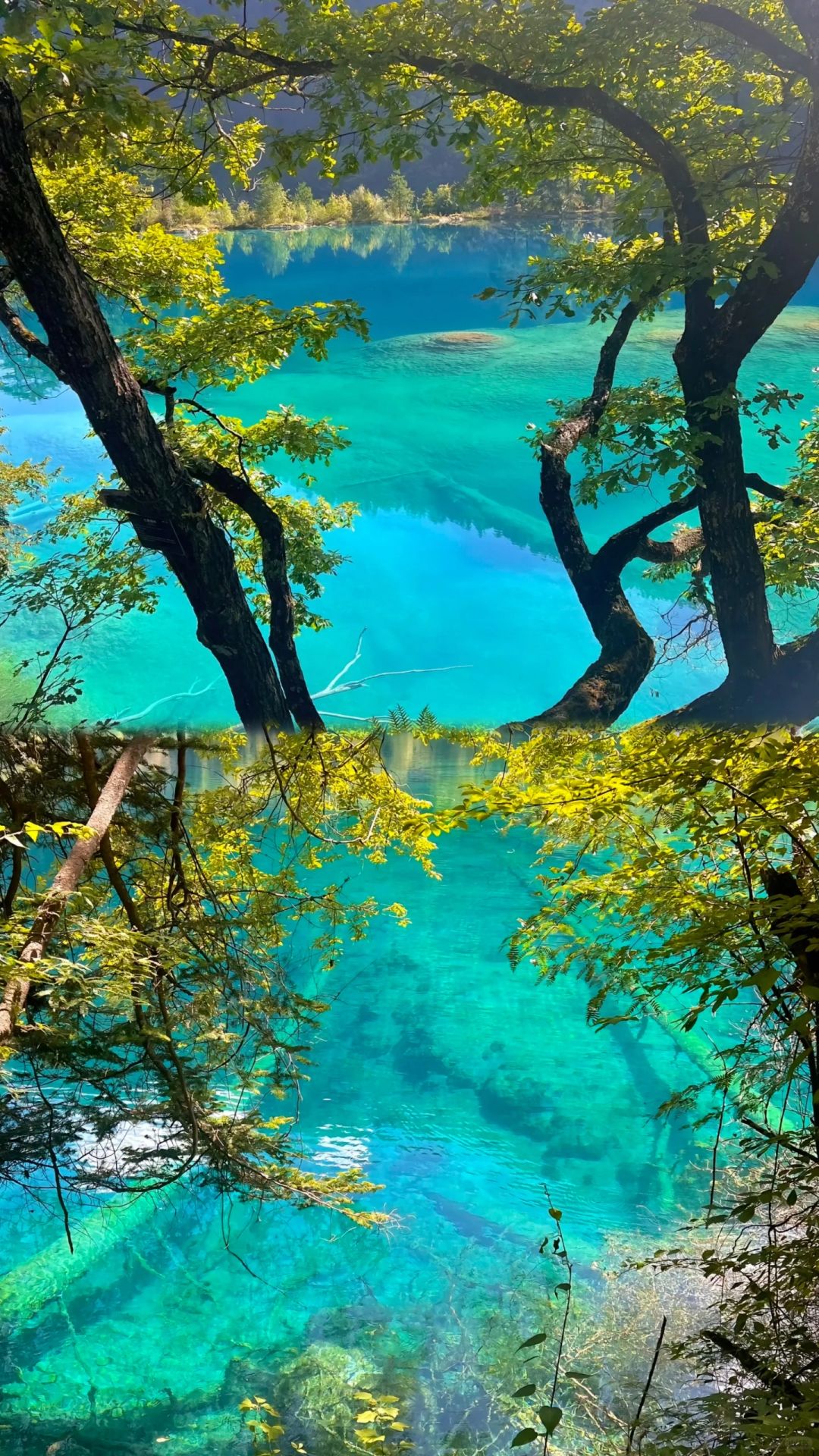 九寨沟海拔比较高多少米/九寨沟海拔比较高多少米是属于哪里-第3张图片